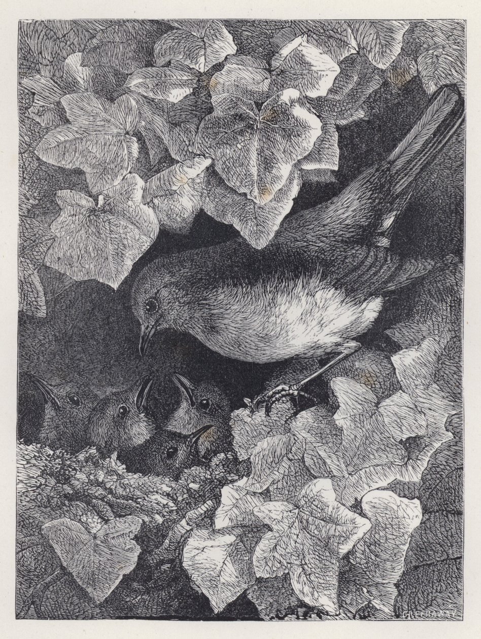 Robin Lectured by His Father (engraving) 作者 哈里森·威廉·威尔