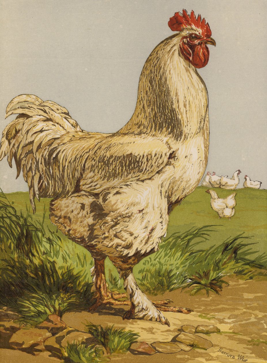 White Cochin Cock (chromolitho) 作者 哈里森·威廉·威尔