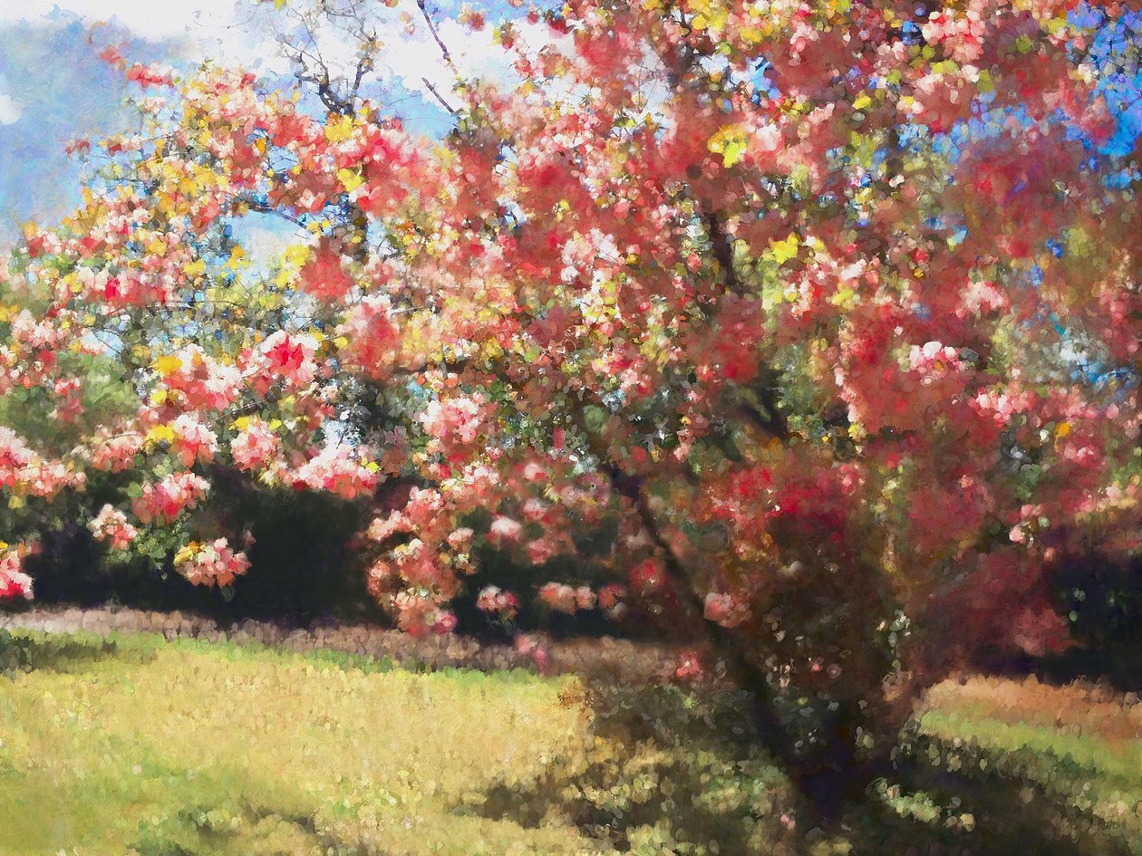 樱花，2018年， 作者 海伦·怀特