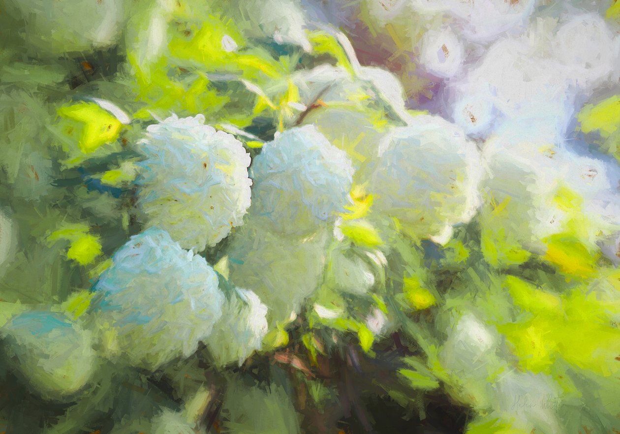 柔和绽放，2018年， 作者 海伦·怀特