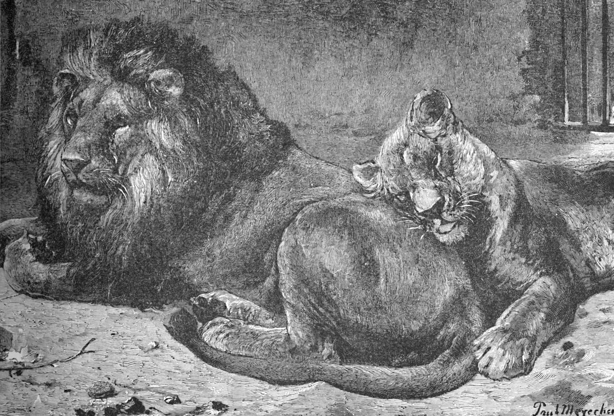 狮子和母狮，c1900 作者 海伦娜·马奎尔（Helena J.Maguire）
