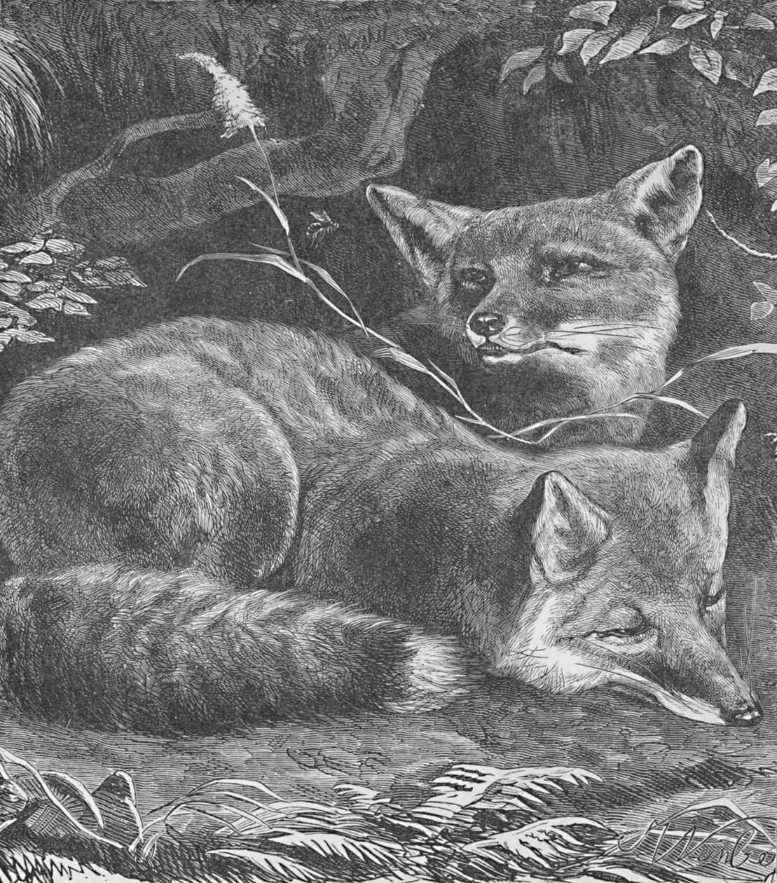 狐狸在家，c1900 作者 海伦娜·马奎尔（Helena J.Maguire）