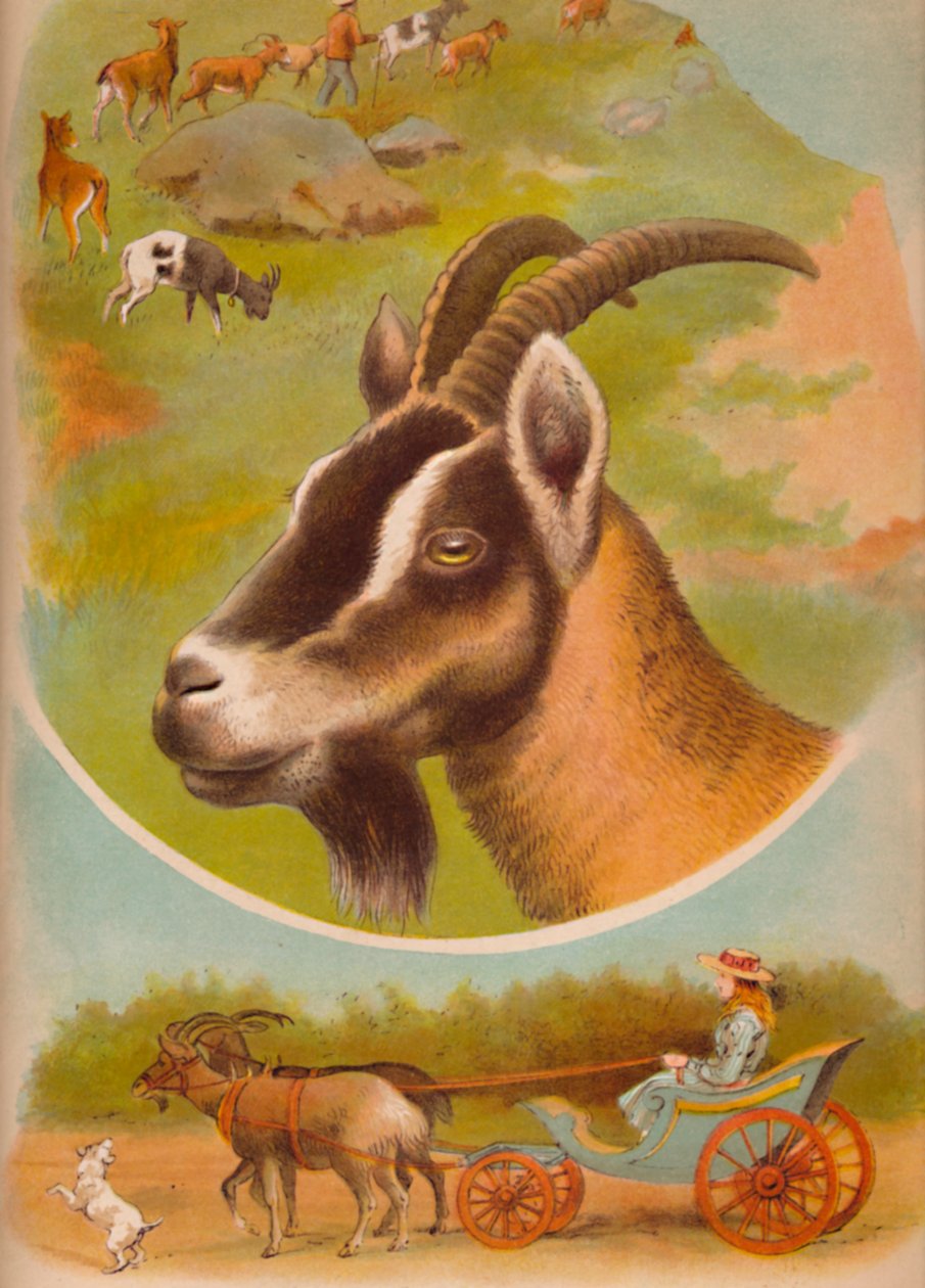 山羊，c1900 作者 海伦娜·马奎尔（Helena J.Maguire）
