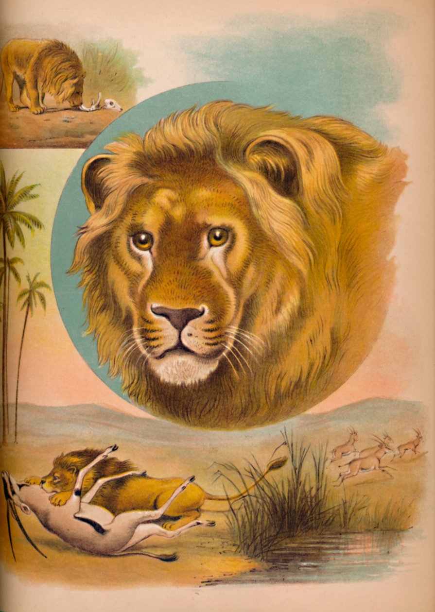 狮子，c1900 作者 海伦娜·马奎尔（Helena J.Maguire）