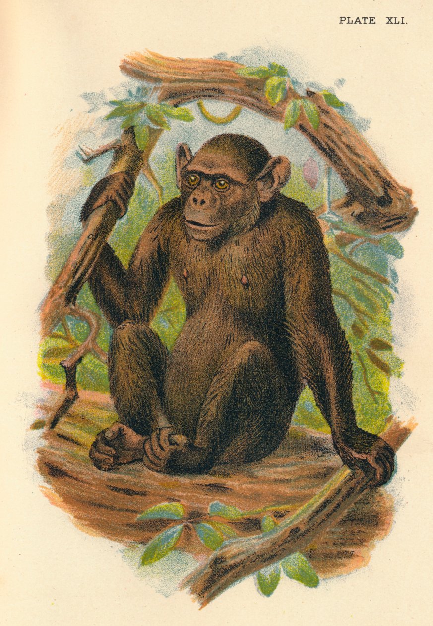 秃头黑猩猩，1897年 作者 亨利·奥格·福布斯