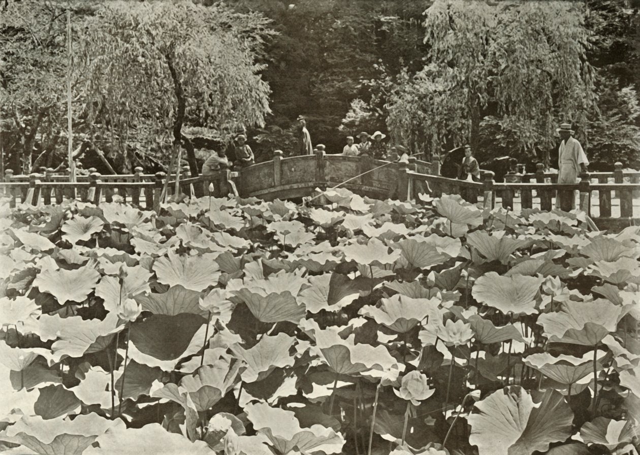 1910年的荷花池。 作者 赫伯特·庞廷