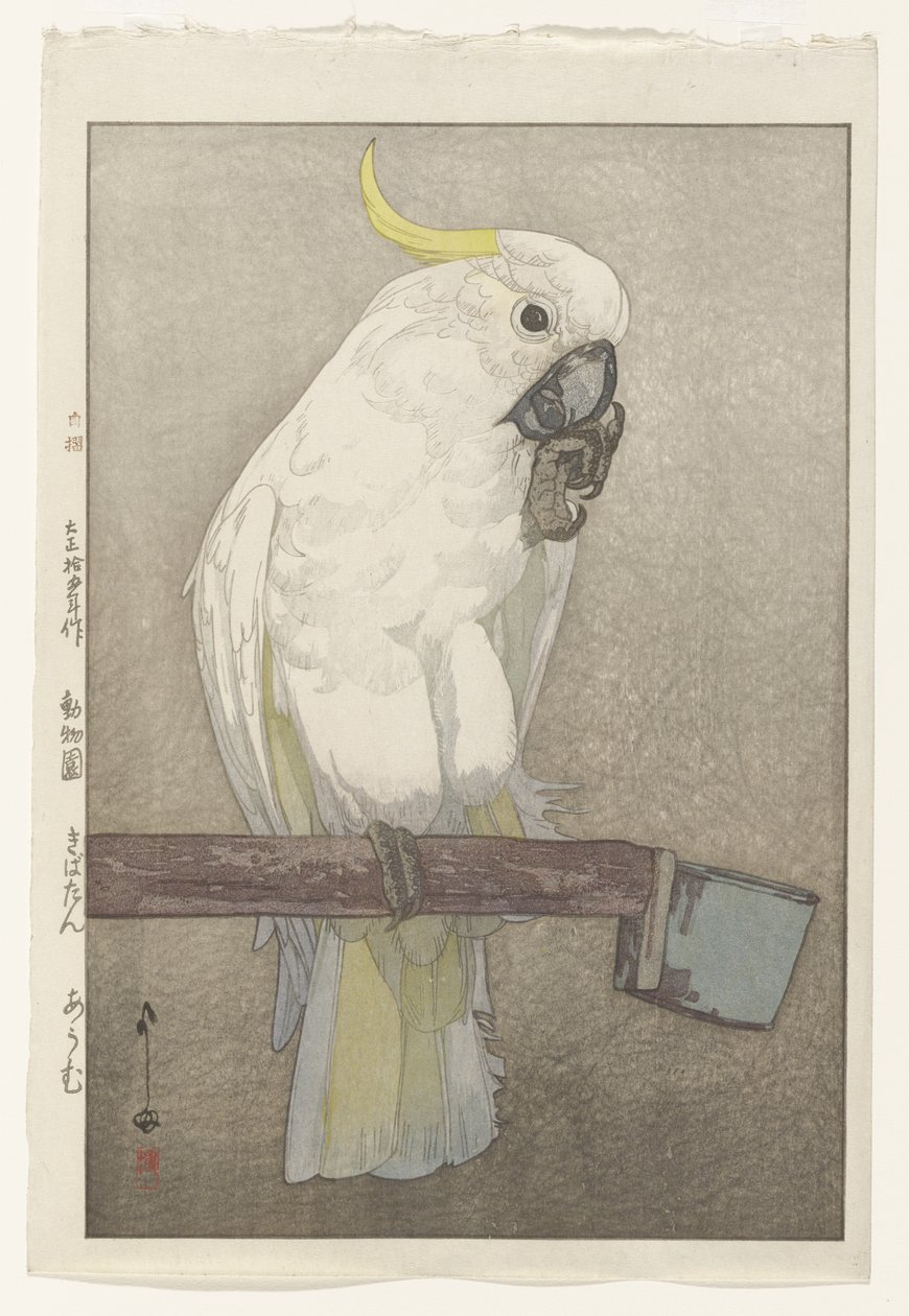 硫磺凤头鹦鹉 作者 吉田博史