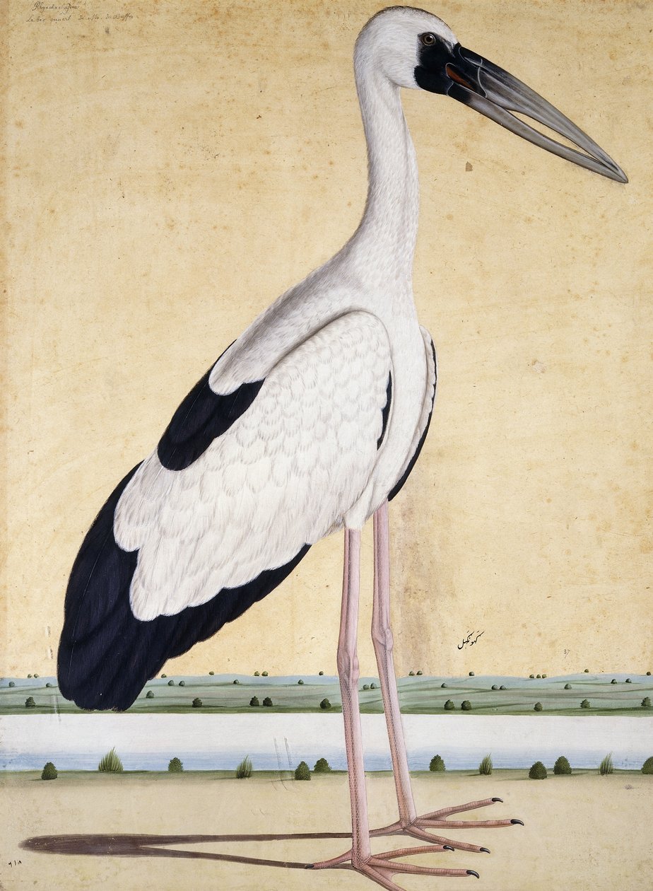 喙喙鹳c。 1780 作者 印度学校