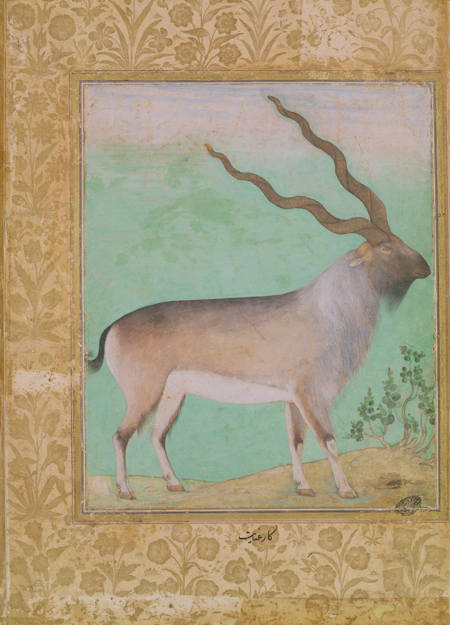 Ibex，莫卧儿 作者 印度学校