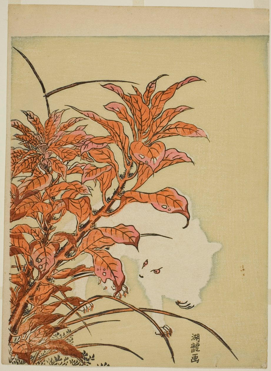 白兔和苋菜 作者 oda田K