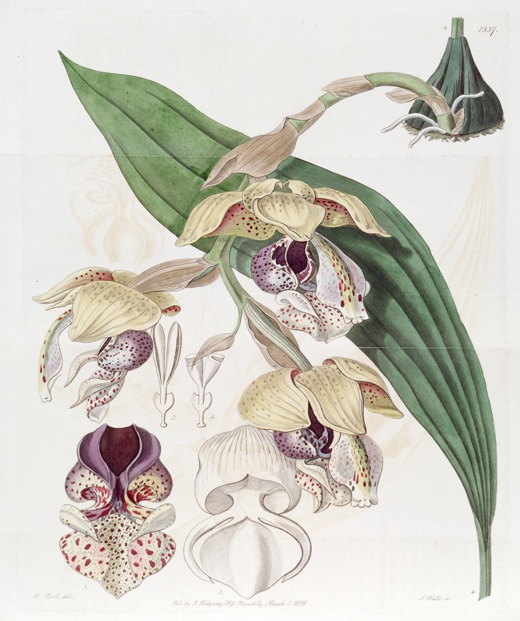 显眼Stanhopea 作者 J. 瓦茨