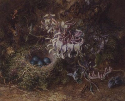 燕窝和金银花 作者 贾比斯·布莱（Jabez Bligh）