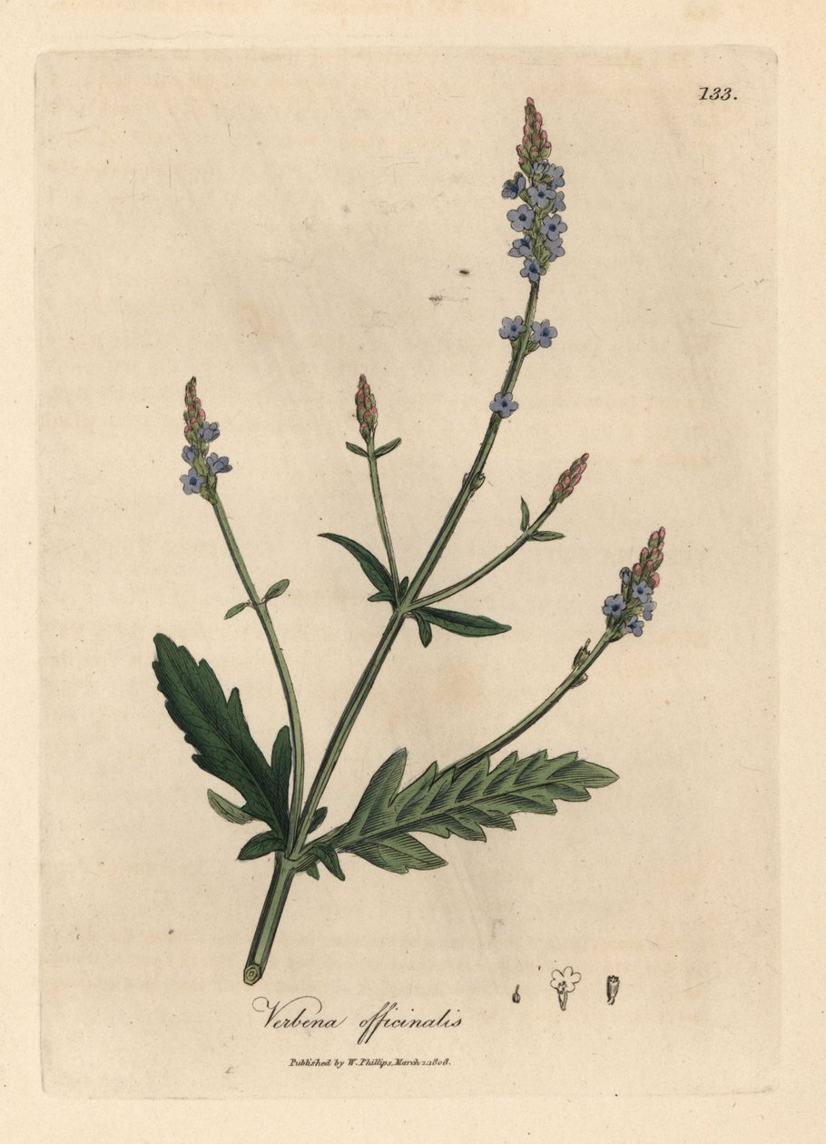 蓝色花马鞭草，马鞭草 作者 詹姆斯·索尔比