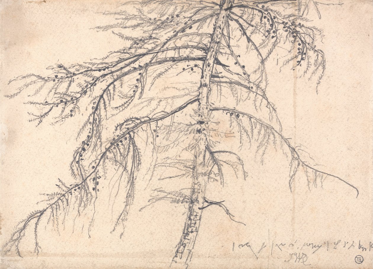 落叶松 作者 詹姆斯·沃德