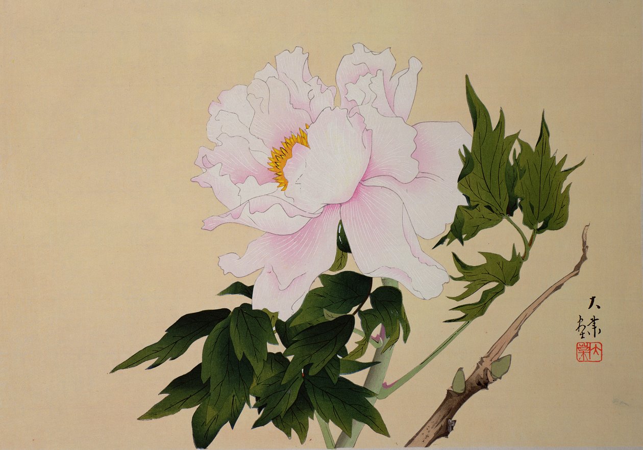 牡丹，酒吧。 1950年 作者 日本学校