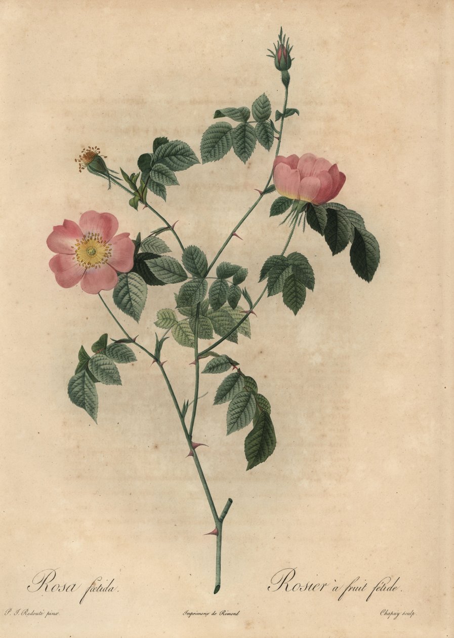 Rosa foetida, Rosier a fruit fetide. 作者 让-巴蒂斯特·沙皮（Jean-Baptiste Chapuy）