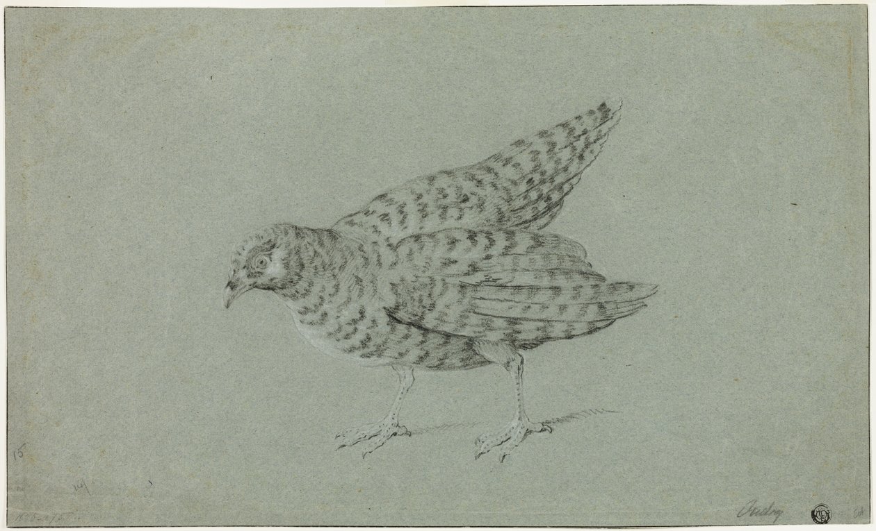 鹧鸪 作者 让·巴蒂斯特·奥德里（Jean Baptiste Oudry）