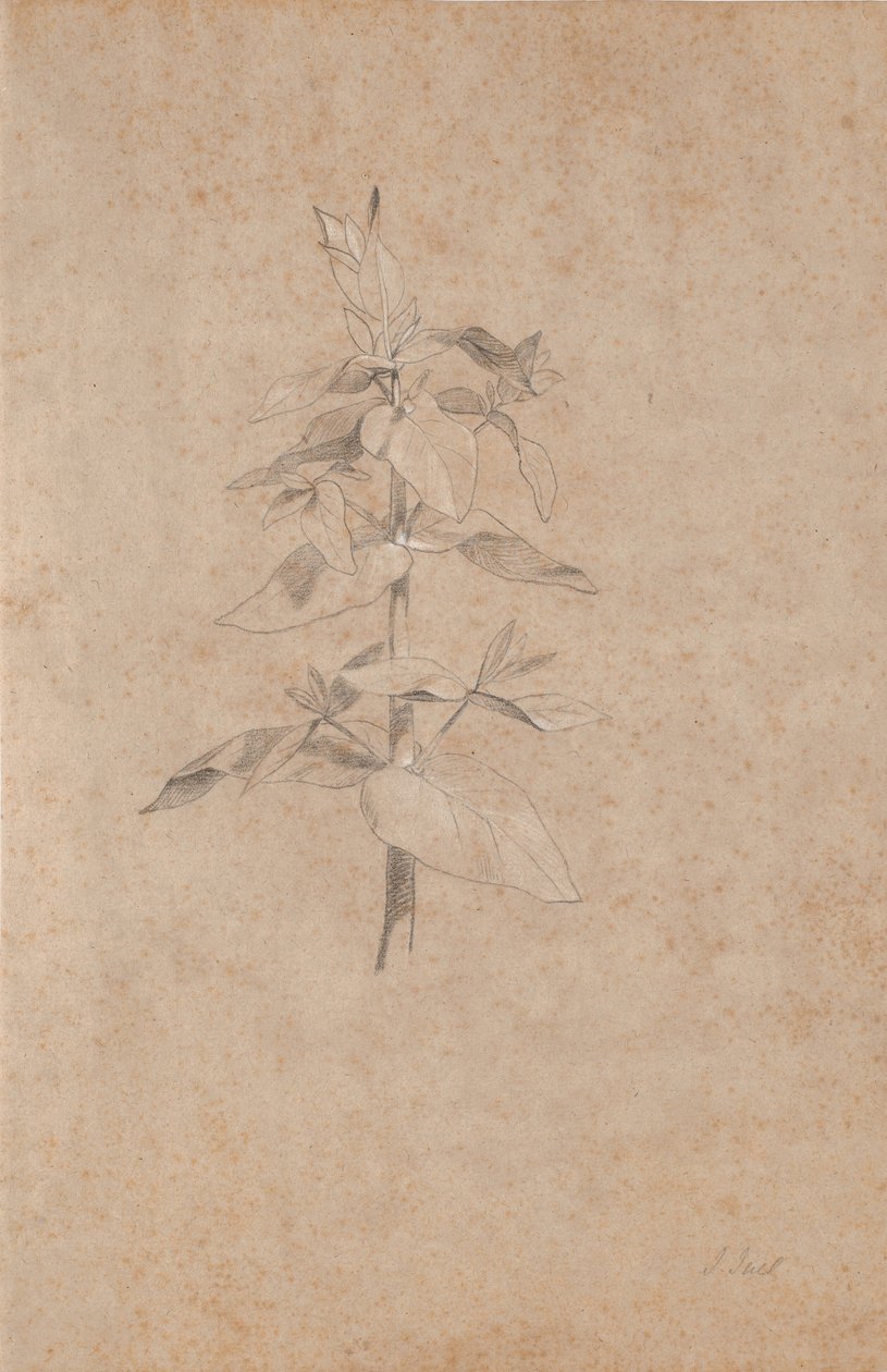 植物研究 作者 詹斯·尤尔