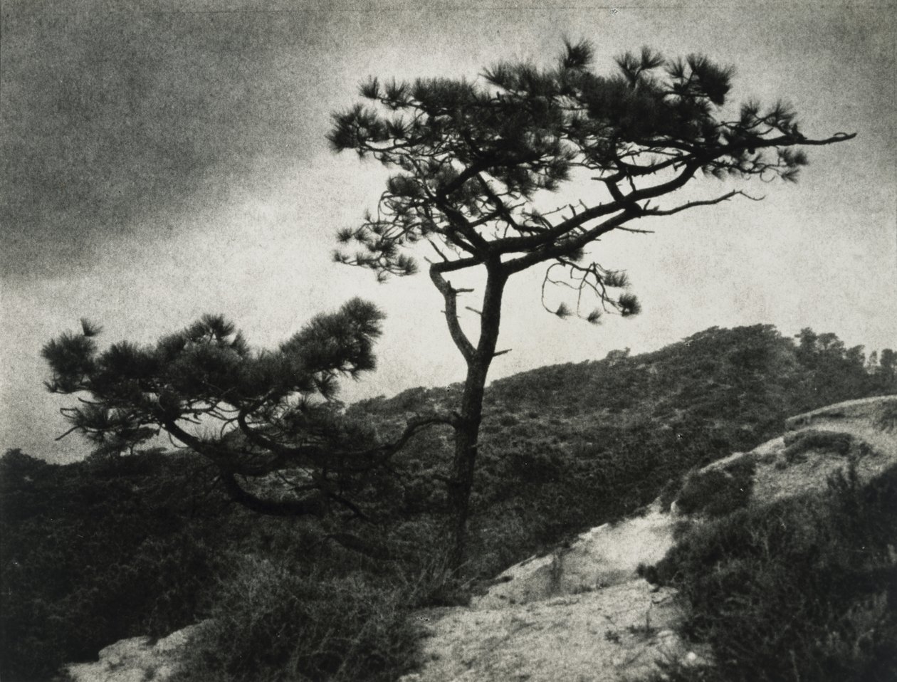 著名的托雷松树 作者 杰西·塔伯·比尔斯（Jessie Tarbox Beals）