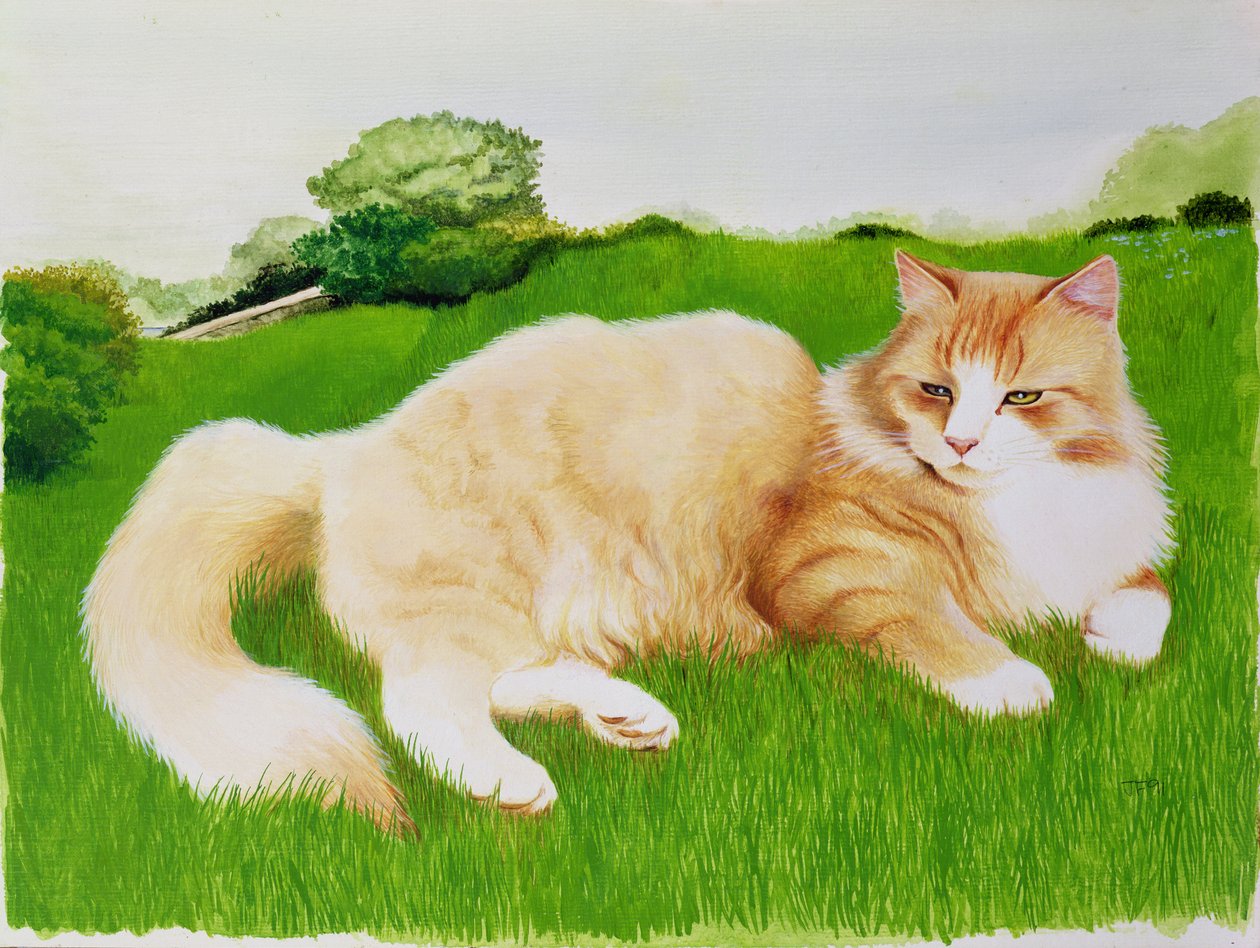 在领域的姜猫 作者 琼·弗里斯通