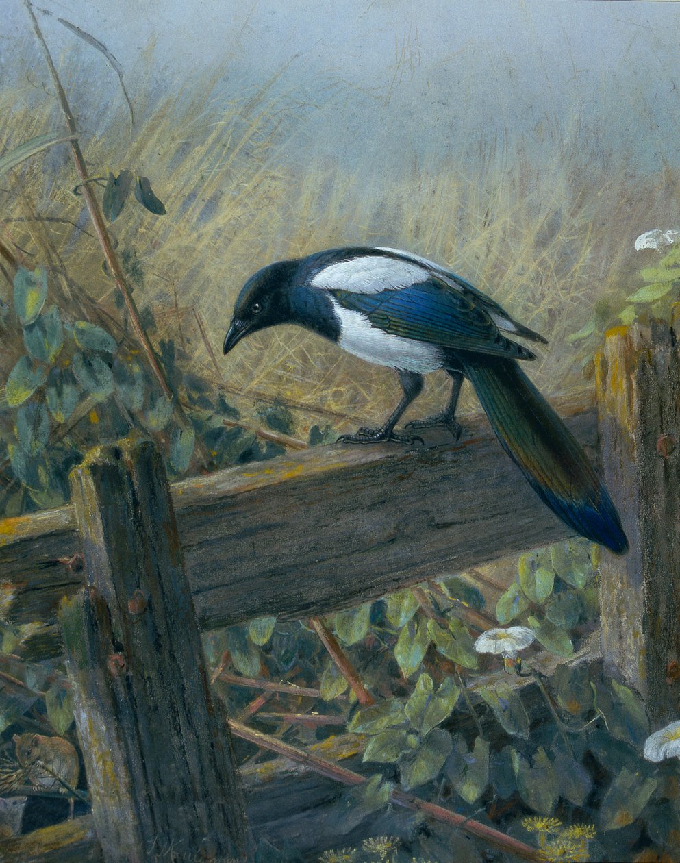 喜鹊 作者 约翰·杰拉德·基勒曼斯（Johan Gerard Keulemans）