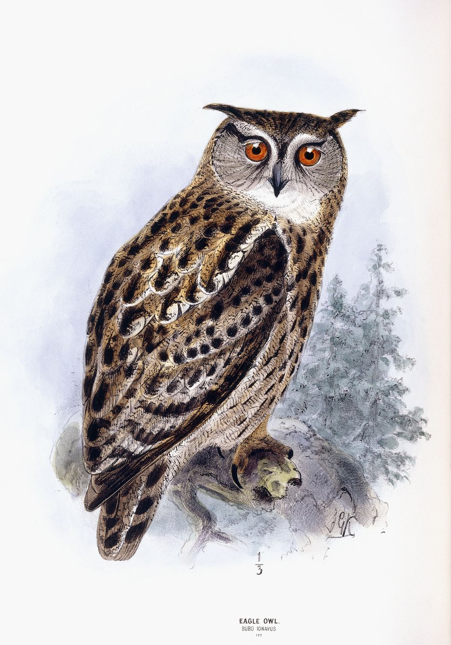 雕O 作者 约翰·杰拉德·基勒曼斯（Johan Gerard Keulemans）