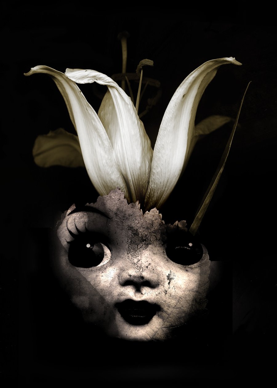 娃娃花，2013 年（摄影） 作者 约翰·利利亚（Johan Lilja）