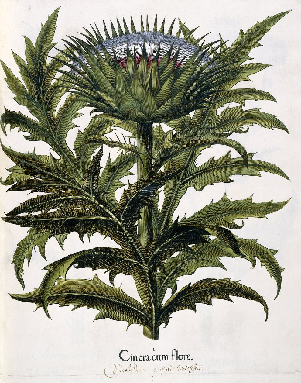 Cinera Cum Flore，1613年 作者 约翰·乔治·齐塞尼斯（Johann Georg Ziesenis）