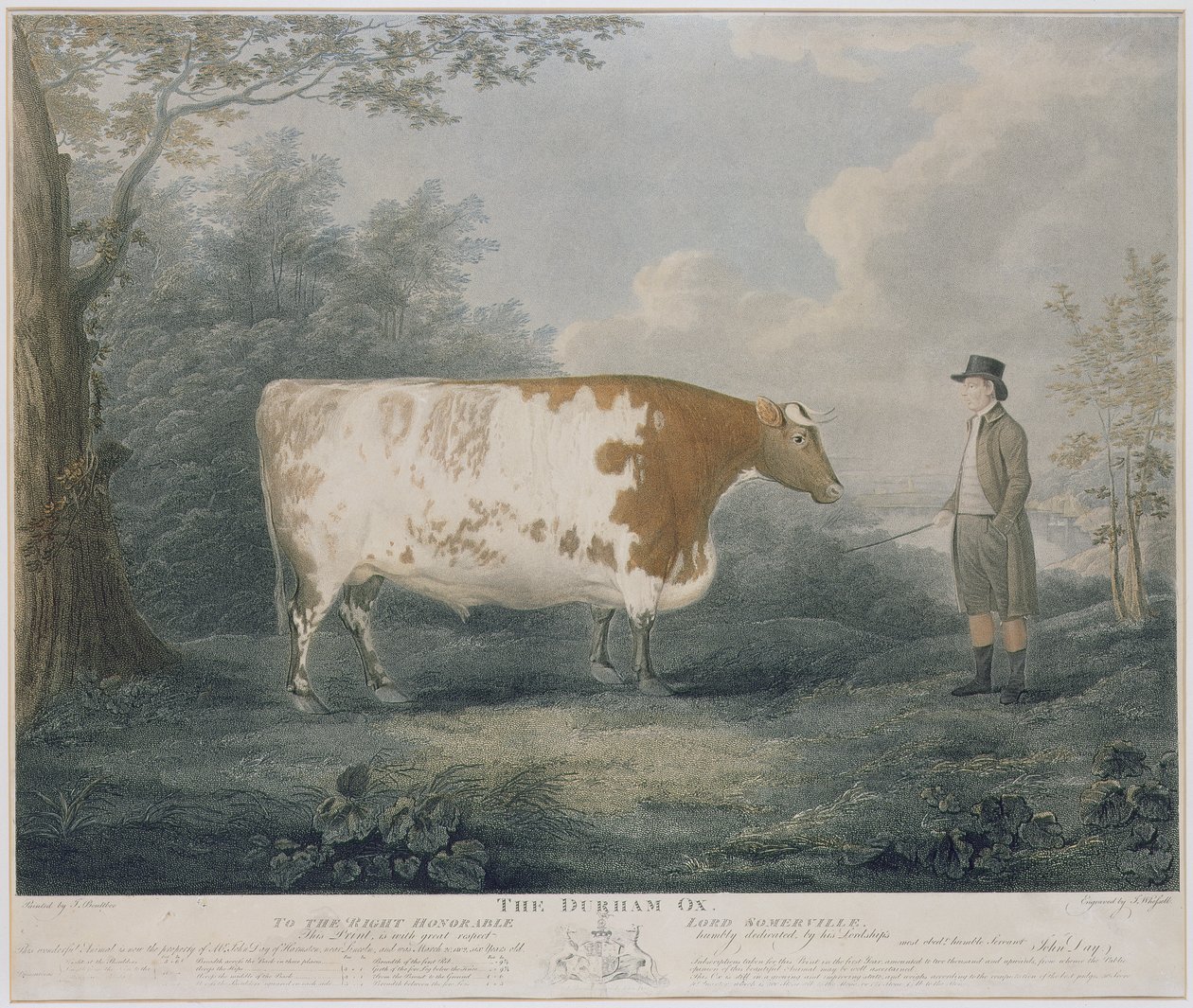 Durham Ox，由J. Wessel雕刻，1802年（彩色雕刻） 作者 约翰·布尔比