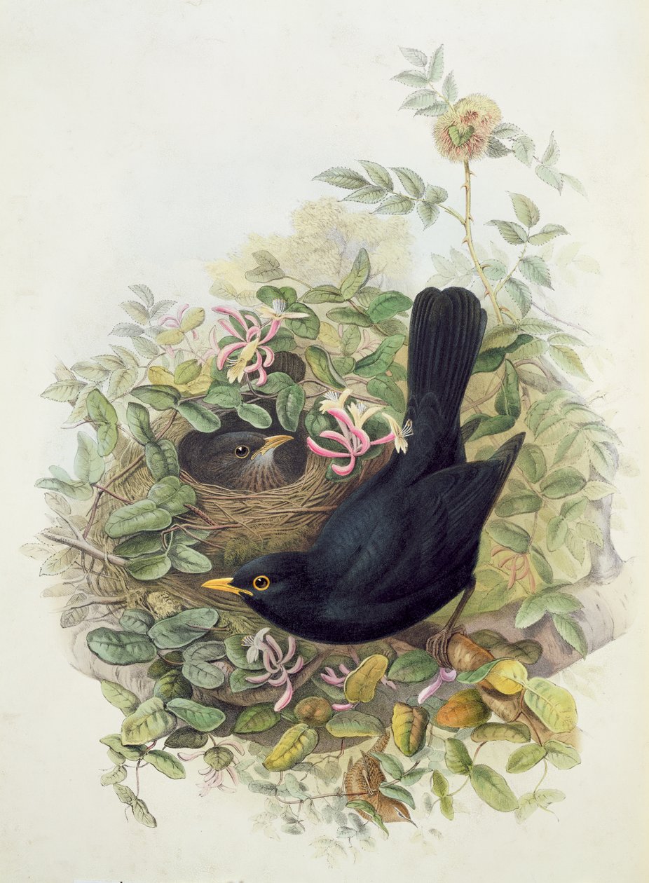 黑鸟，1873年（铅笔，wc在纸上） 作者 约翰·古尔德