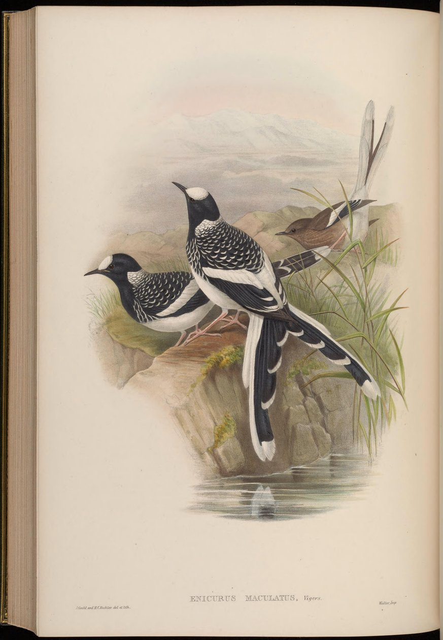 Enicurus maculatus 作者 约翰·古尔德