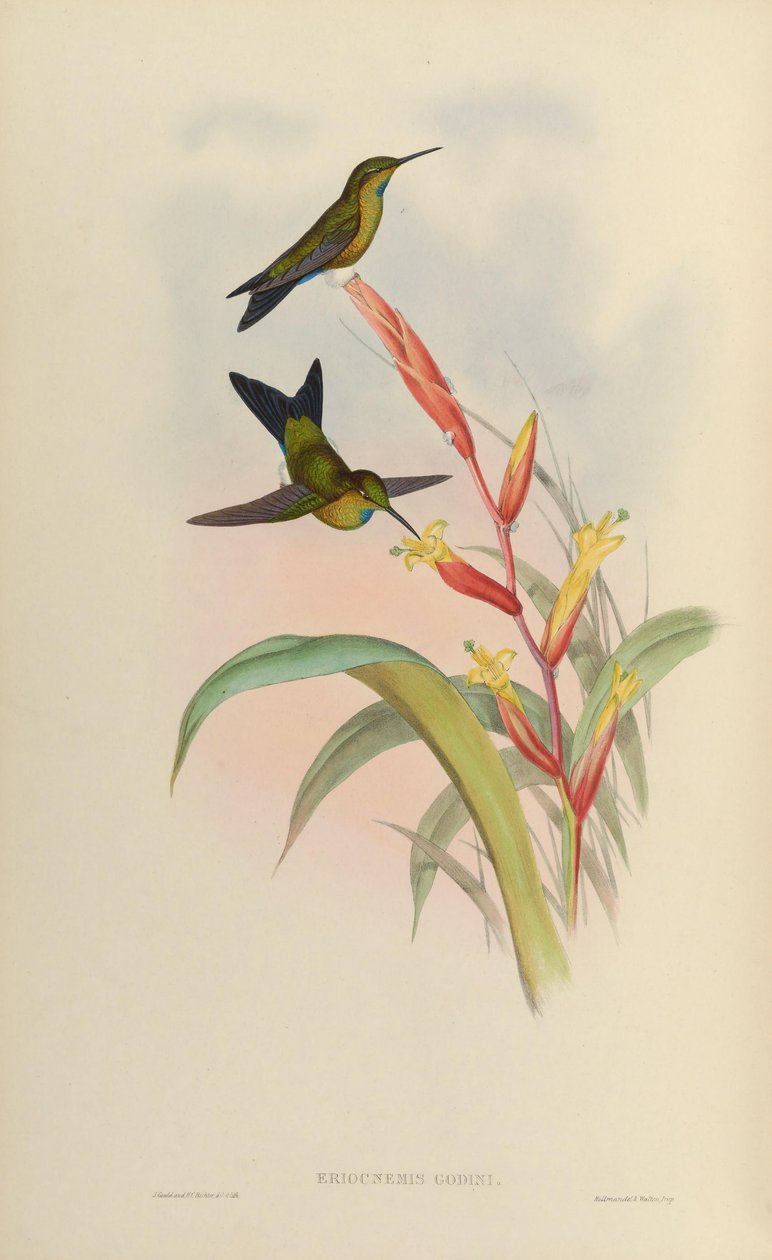 Eriocnemis godini 作者 约翰·古尔德