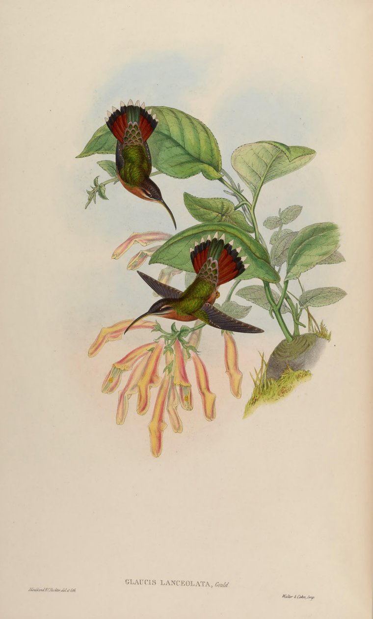 Glaucis lanceolata 作者 约翰·古尔德