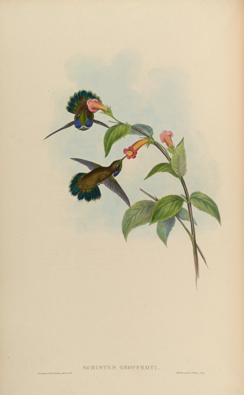 Schistes geoffroyi 作者 约翰·古尔德