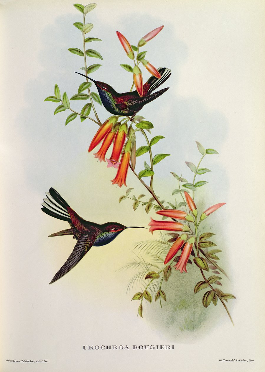 Urochroa Bougieri 作者 约翰·古尔德