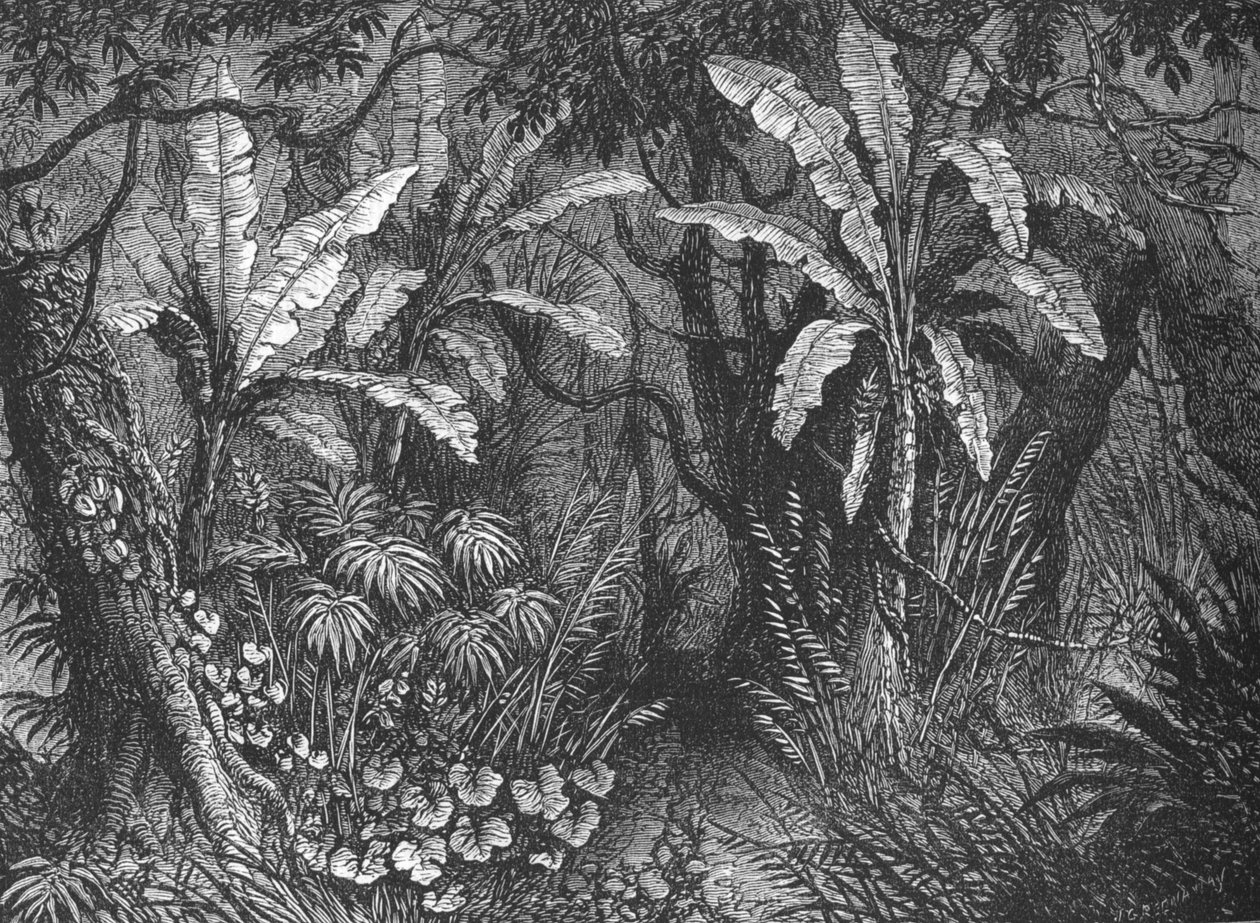 在布什，c1880 作者 约翰·格林纳威