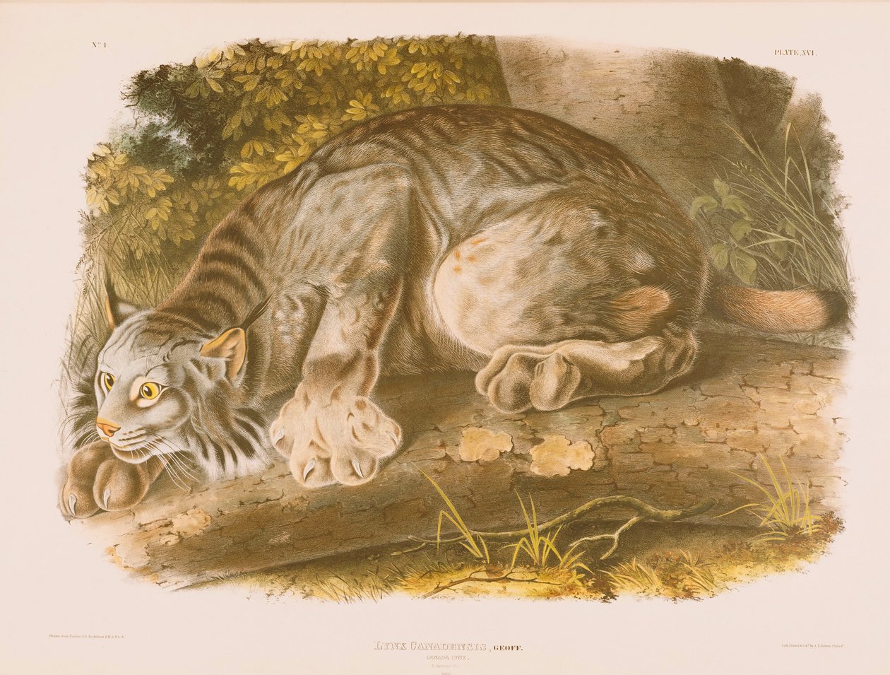 加拿大山猫 作者 约翰·詹姆斯·奥杜邦