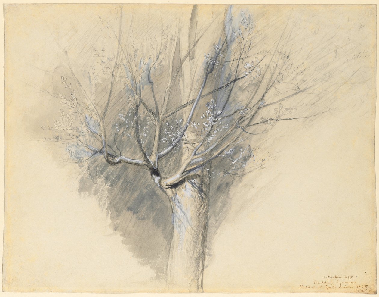 花蕾无花果c。 1876年。 作者 约翰·拉斯金