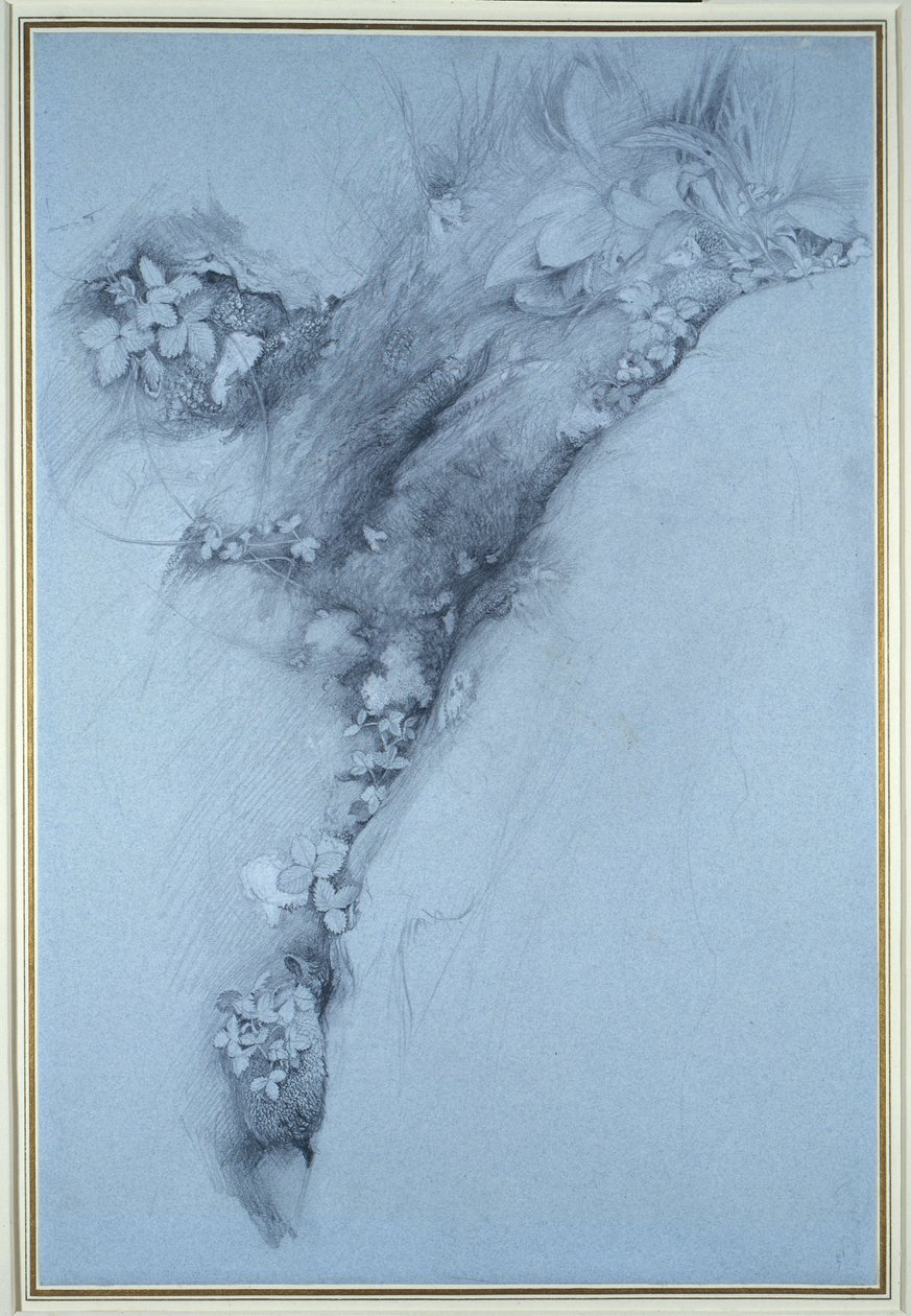 苔藓和野草莓 作者 约翰·拉斯金