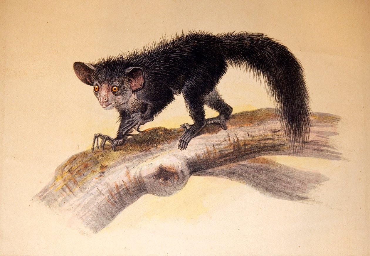 Aye-Aye，1861年 作者 约瑟夫·沃尔夫