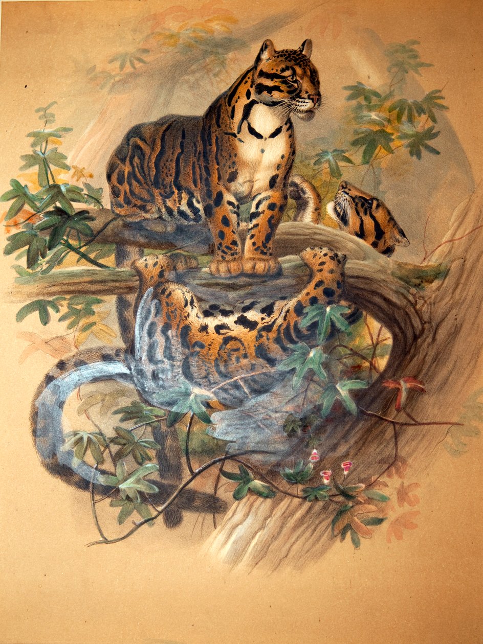 云豹，1861年 作者 约瑟夫·沃尔夫
