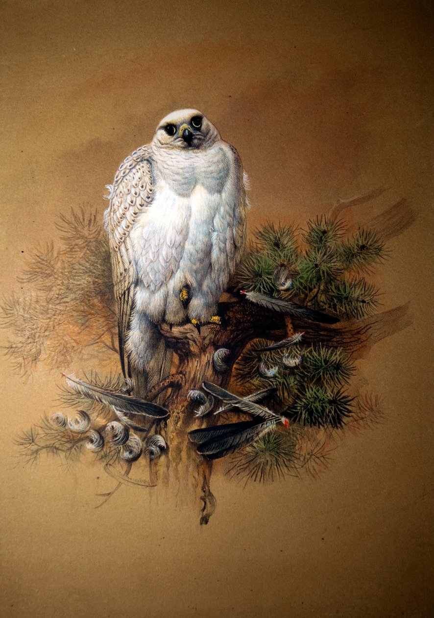 格陵兰岛gyrfalcon 作者 约瑟夫·沃尔夫
