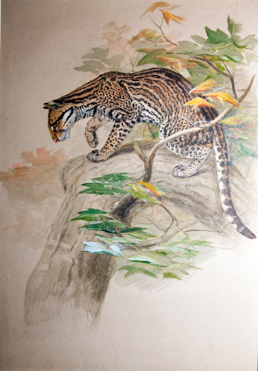 Ocelot，1851-52 作者 约瑟夫·沃尔夫