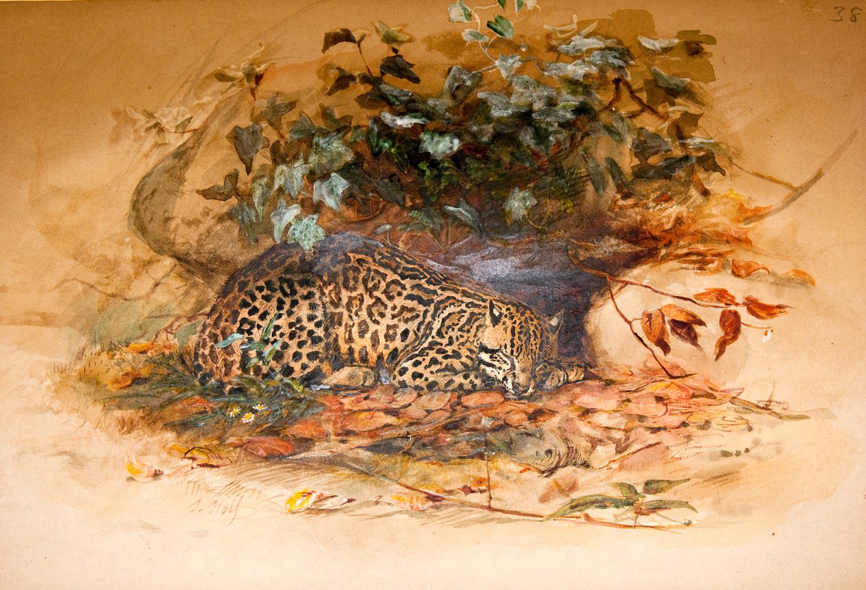 豹猫 作者 约瑟夫·沃尔夫