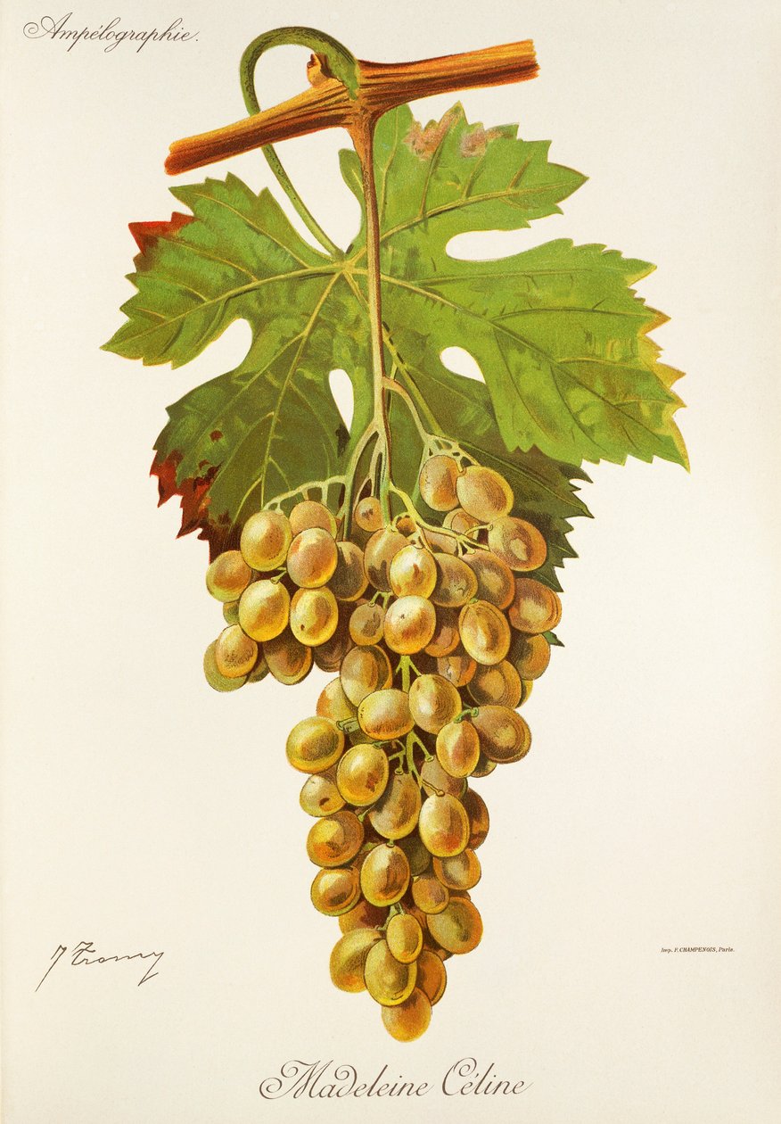 J. Troncy 设计的 Madeleine Celine grape（玛德琳-席琳葡萄 作者 朱尔斯·特朗西