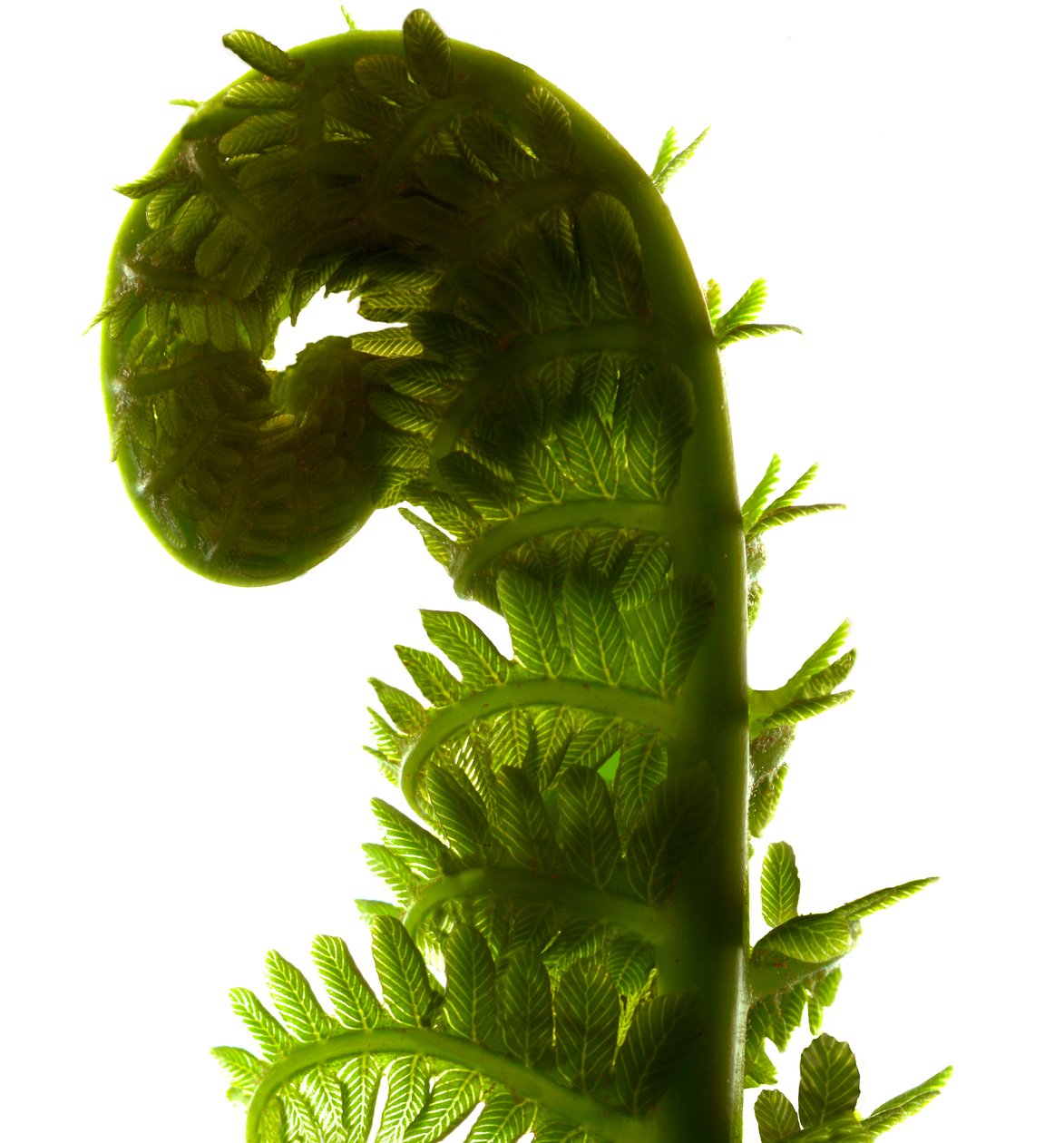 Fern Curve，2009，（数码摄影，数字原版） 作者 朱莉娅·麦克莱摩（Julia McLemore）