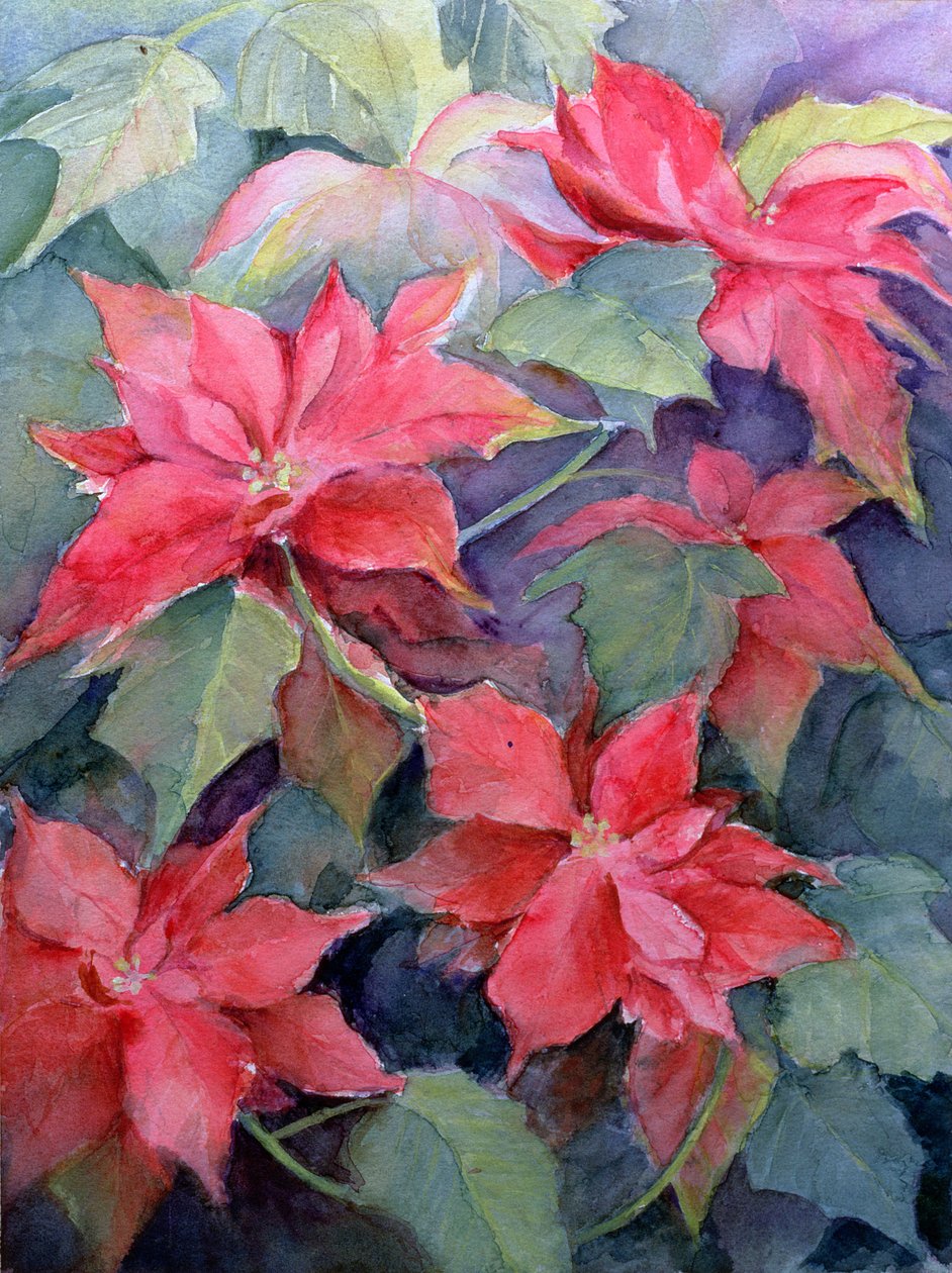 一品红 作者 卡伦·阿米蒂奇（Karen Armitage）