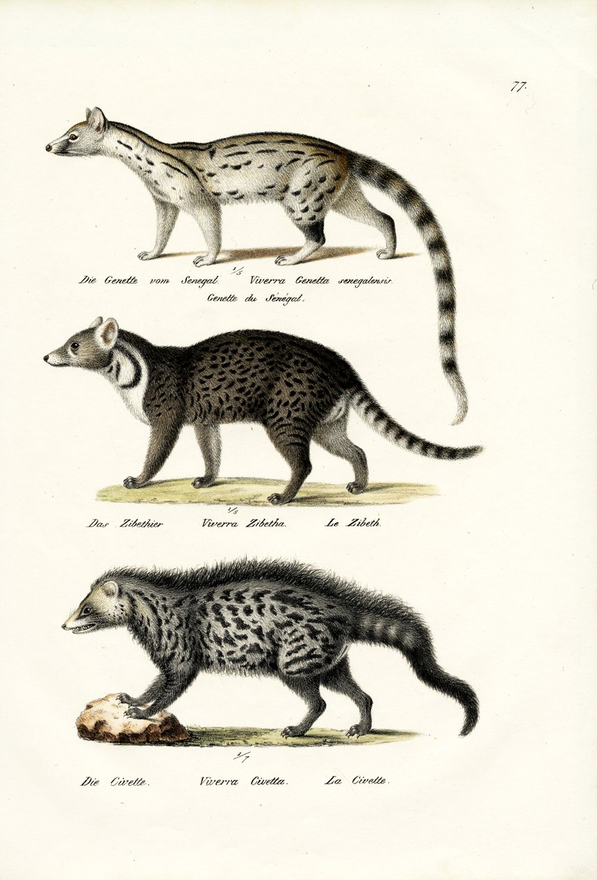 灵猫，1824年 作者 卡尔·约瑟夫·布罗特曼