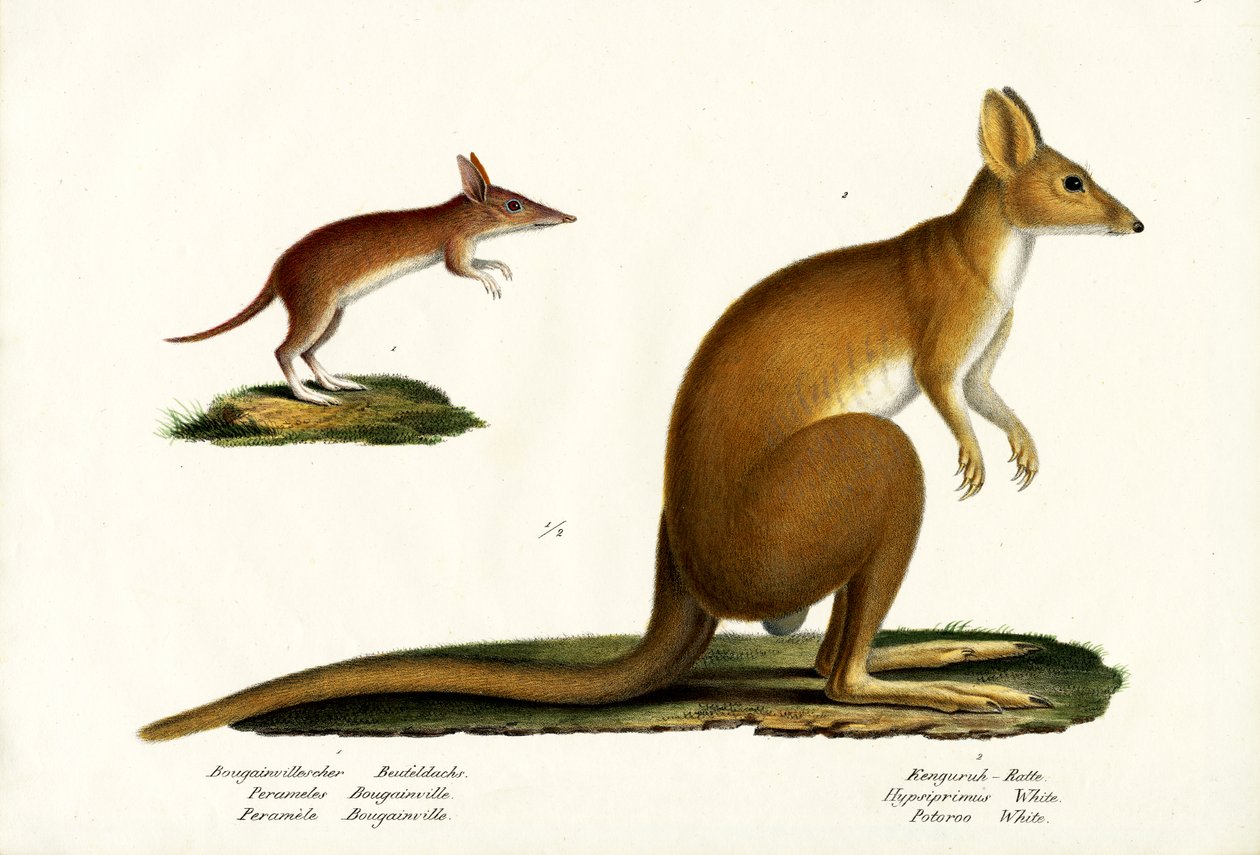 Western Barred Bandicoot，1824 作者 卡尔·约瑟夫·布罗特曼