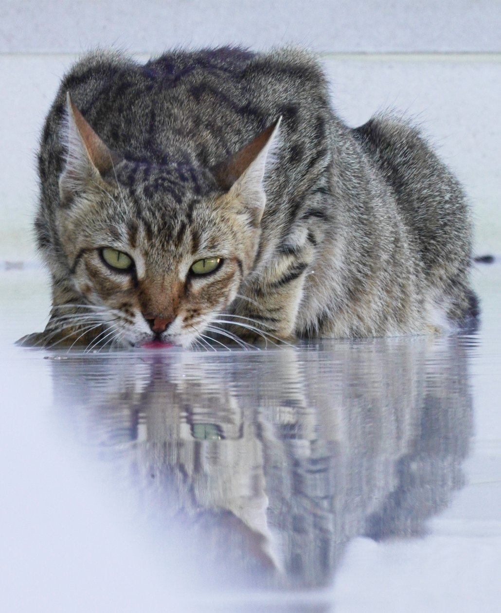 酷猫, 2022, 照片 作者 卡莎·伍德